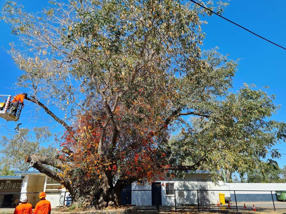An Ongoing Tree Removal In Rockhampton 