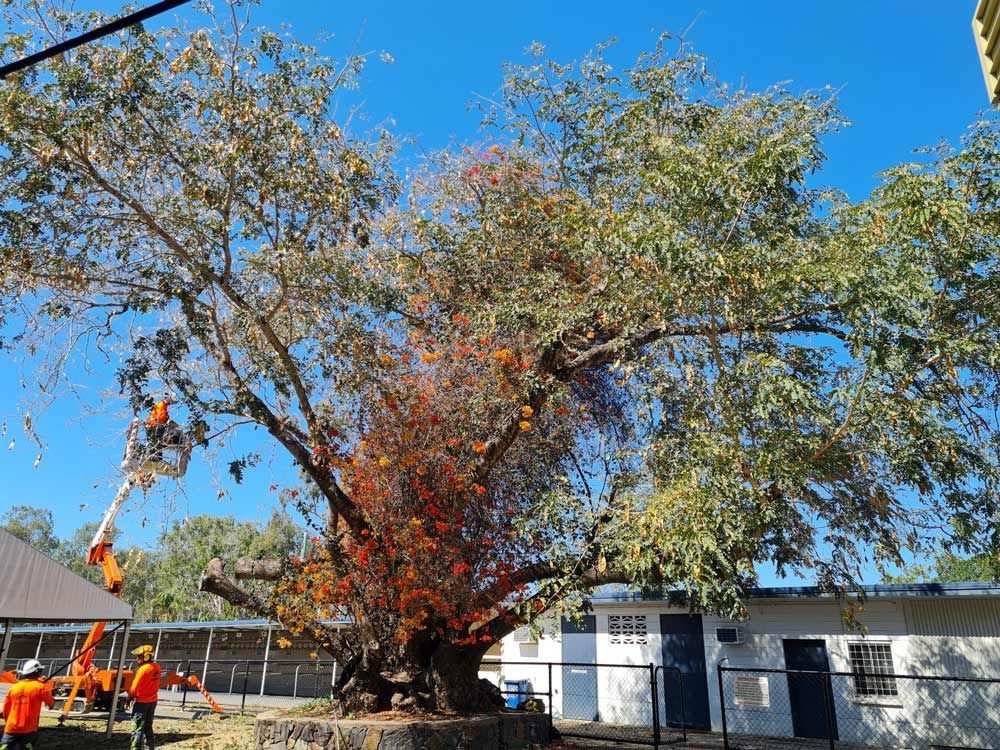 tree removal Rockhampton