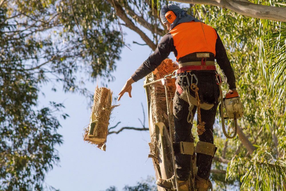 Arborist in Protective Wear Cutting Down a Tree
