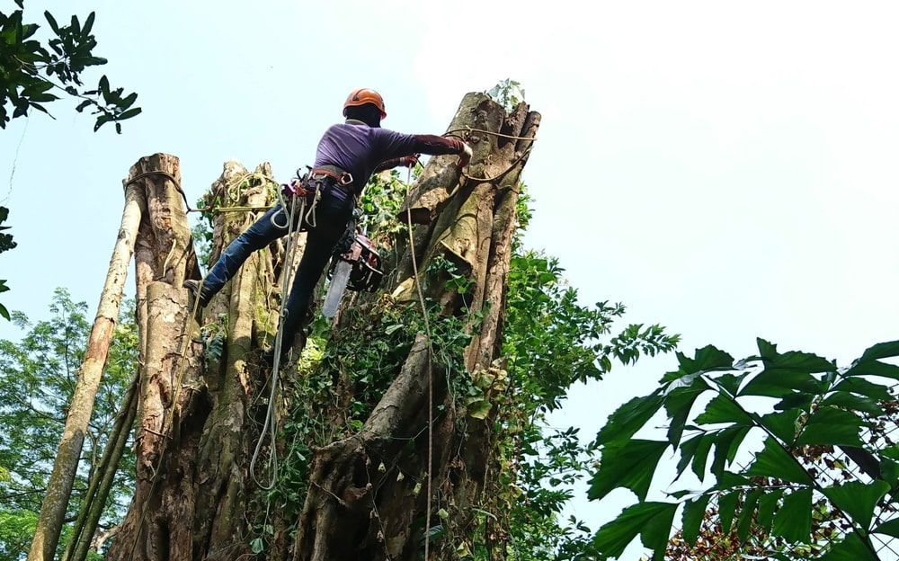 A Man Is Climbing Up A Tree Stump With A Chainsaw — Brown's Vegetation Management In Mulara, QLD