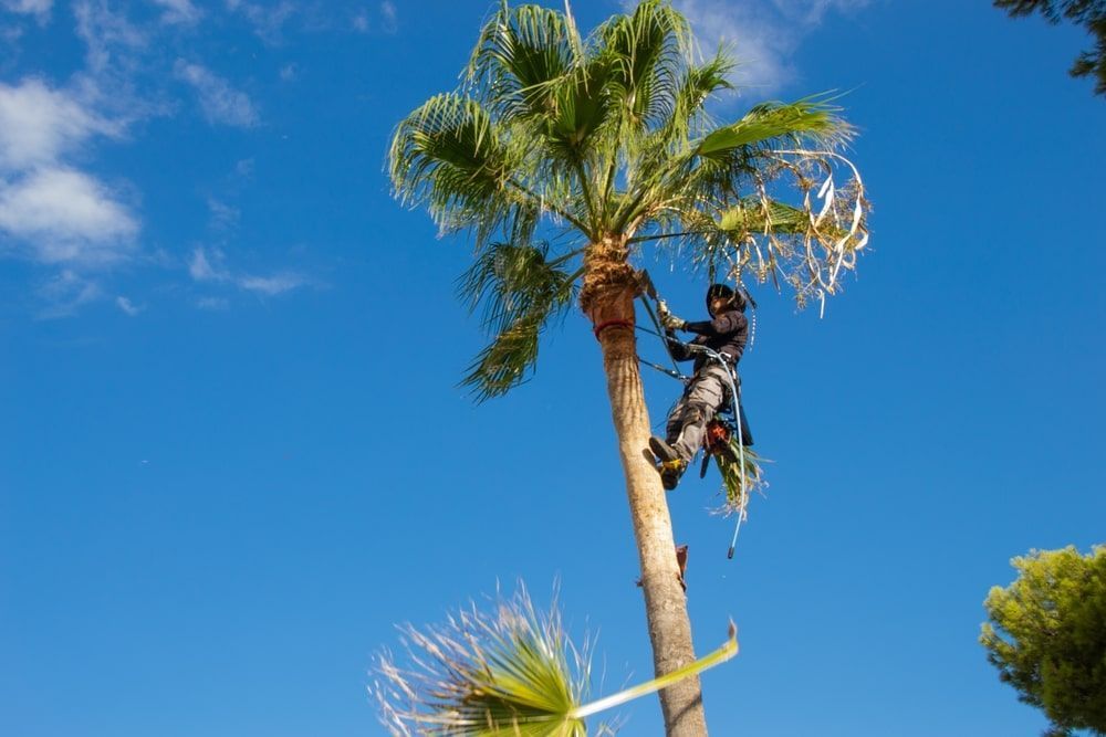 A Man Is Climbing A Palm Tree With A Chainsaw — Brown's Vegetation Management In Mulara, QLD