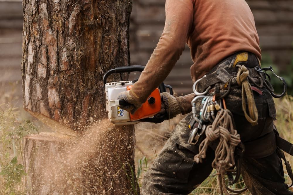 A Man Is Cutting A Tree With A Chainsaw — Brown's Vegetation Management In Mulara, QLD