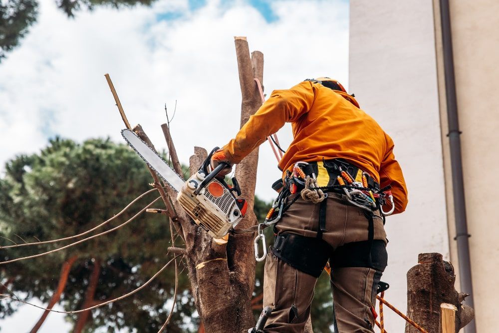 A Man Is Cutting A Tree With A Chainsaw — Brown's Vegetation Management In Marlborough, QLD