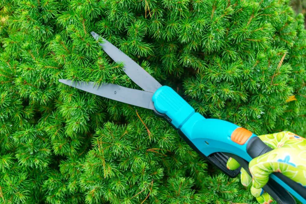 A Person Is Cutting A Bush With A Pair Of Clippers — Brown's Vegetation Management In Mulara, QLD
