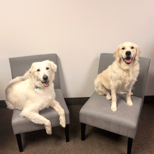 Two smiling golden retrievers sitting on gray chairs against a plain wall.
