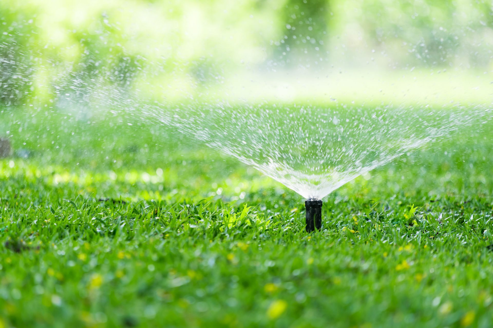 A sprinkler is spraying water on a lush green lawn.