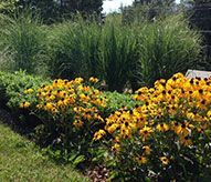 A row of yellow flowers growing in a garden.