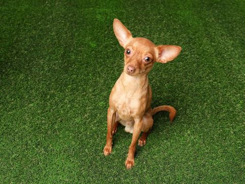 Small dog on pet-friendly artificial grass
