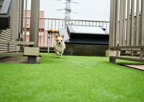 Dog running on pet-friendly artificial grass