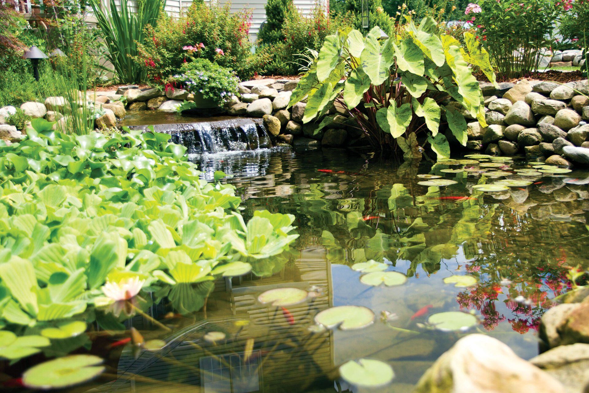 Ohio backyard small koi pond with plants, lilly pads, and waterfall