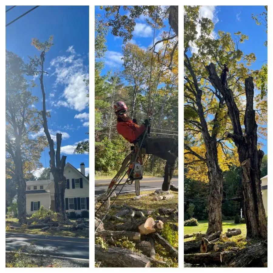 Tree being pruned by arborist. Blue sky, sunshine. Worker in orange, using chainsaw. Debris on ground.