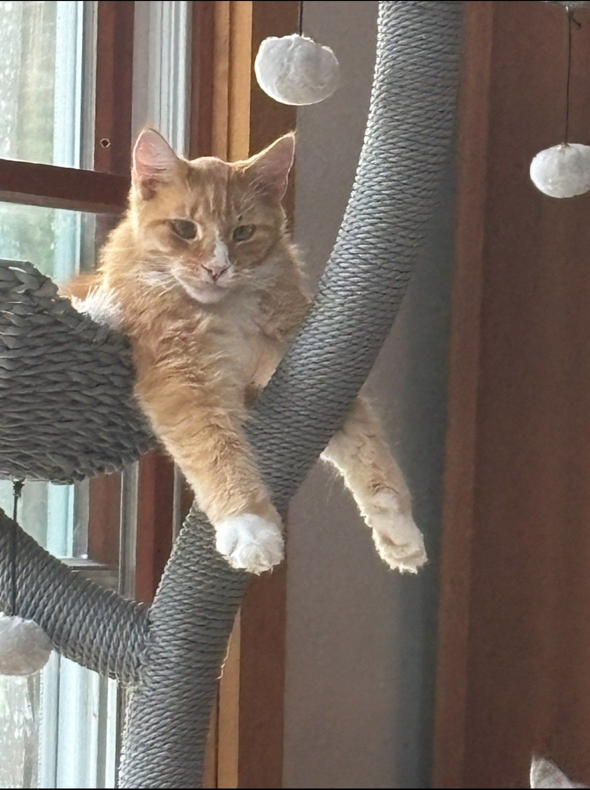Orange and white cat lounging on a gray cat tree, looking relaxed.