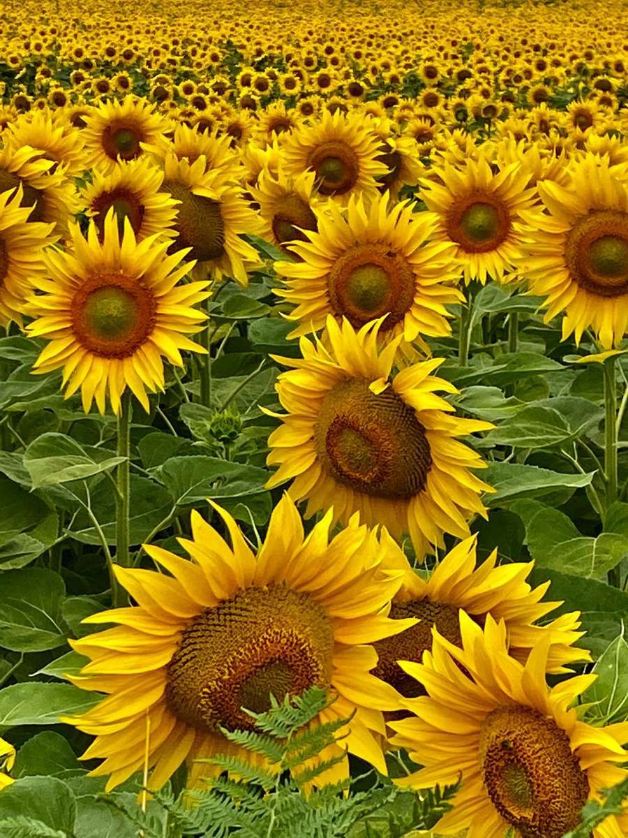 Sunflower Bliss