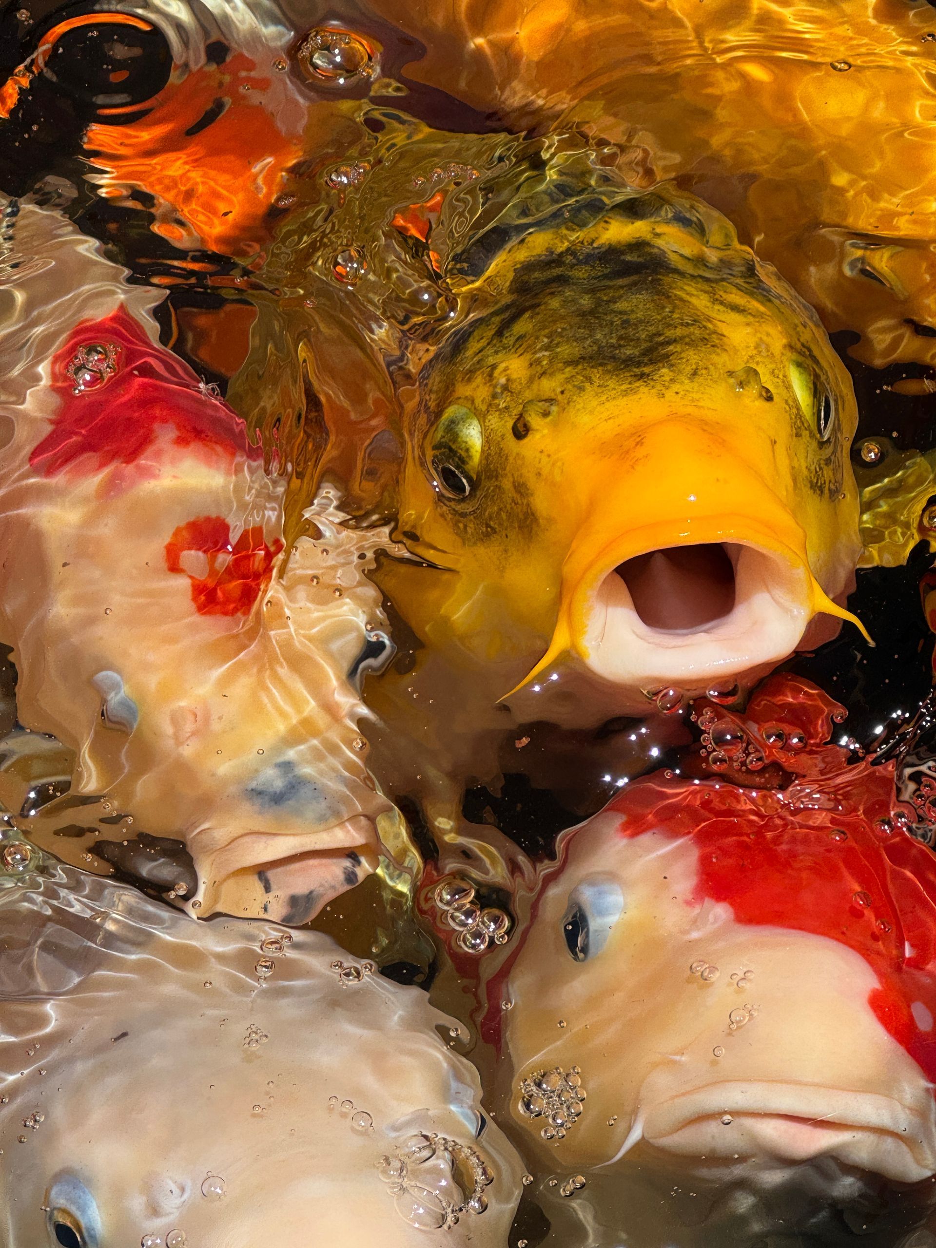 Koi Fish in Kyoto, Japan