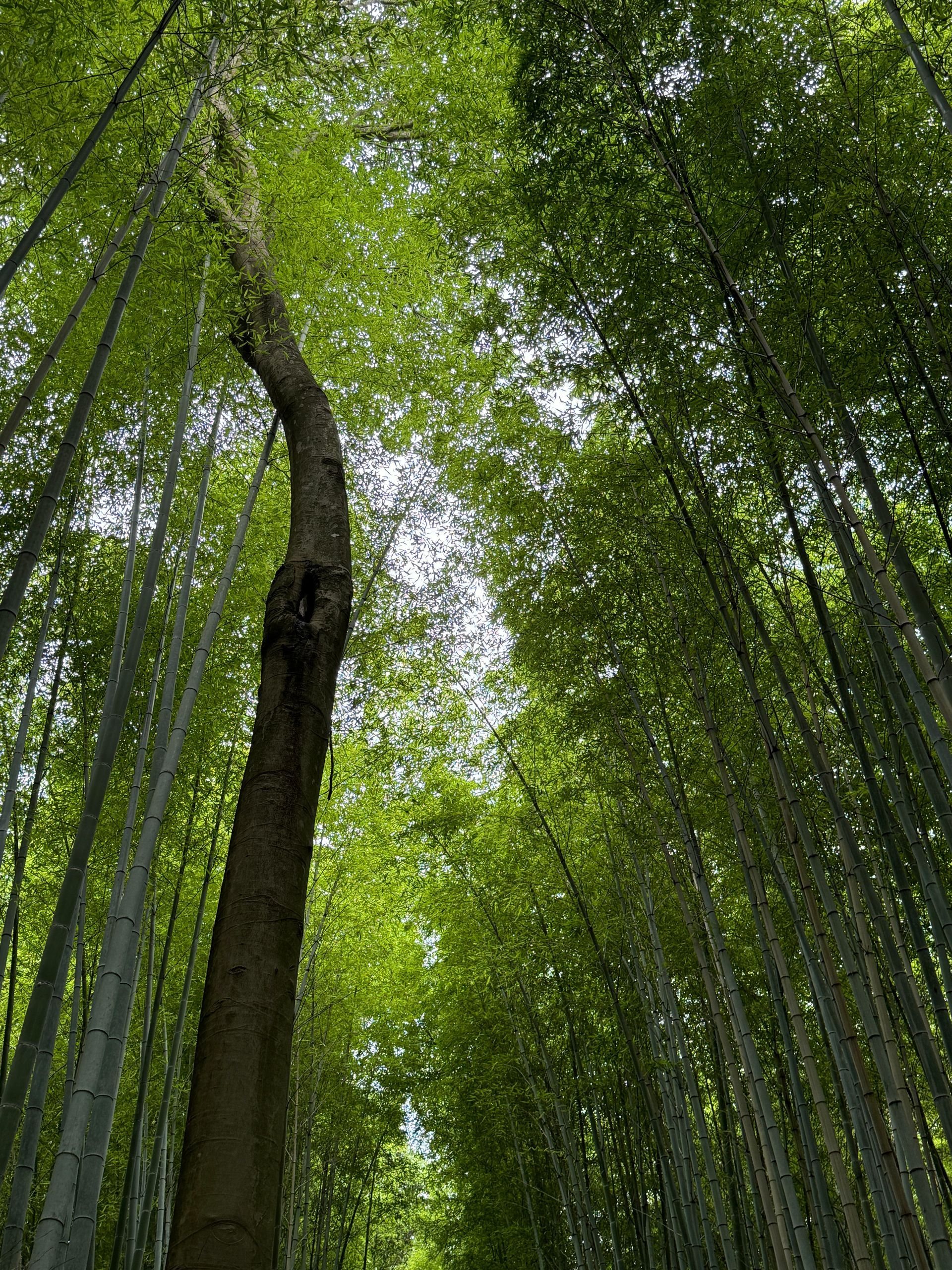 Bamboo forest outside of Kyoto Japan