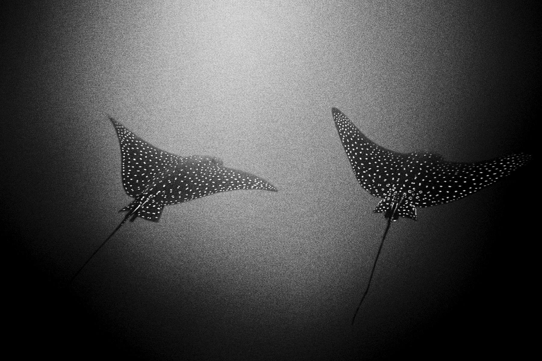  Pacific Synchronicity / Galapagos / 3/25 / 1200 USD 