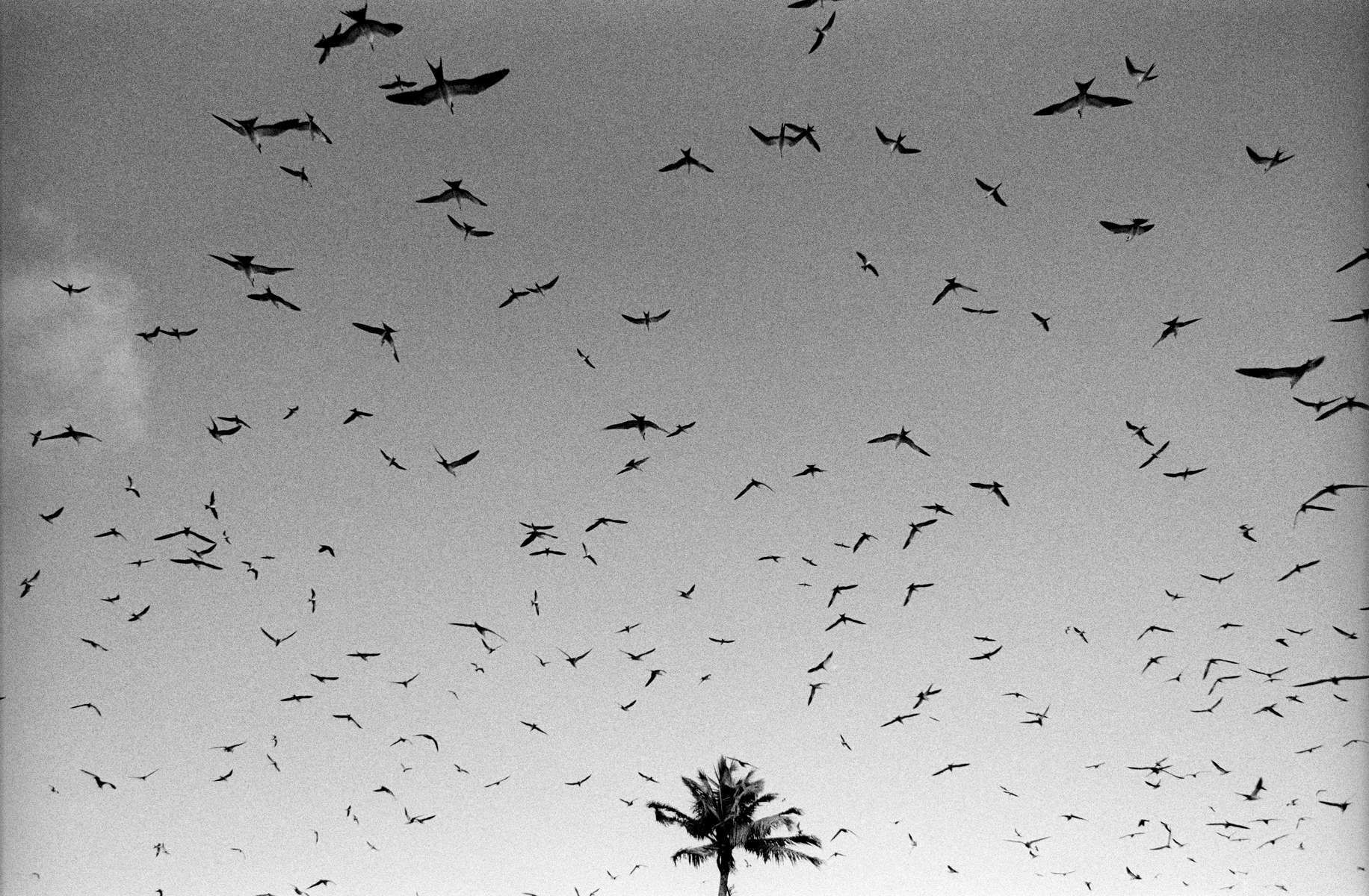  SOLO / Nonouti Atoll Kiribati / 2/25 / 900 USD 