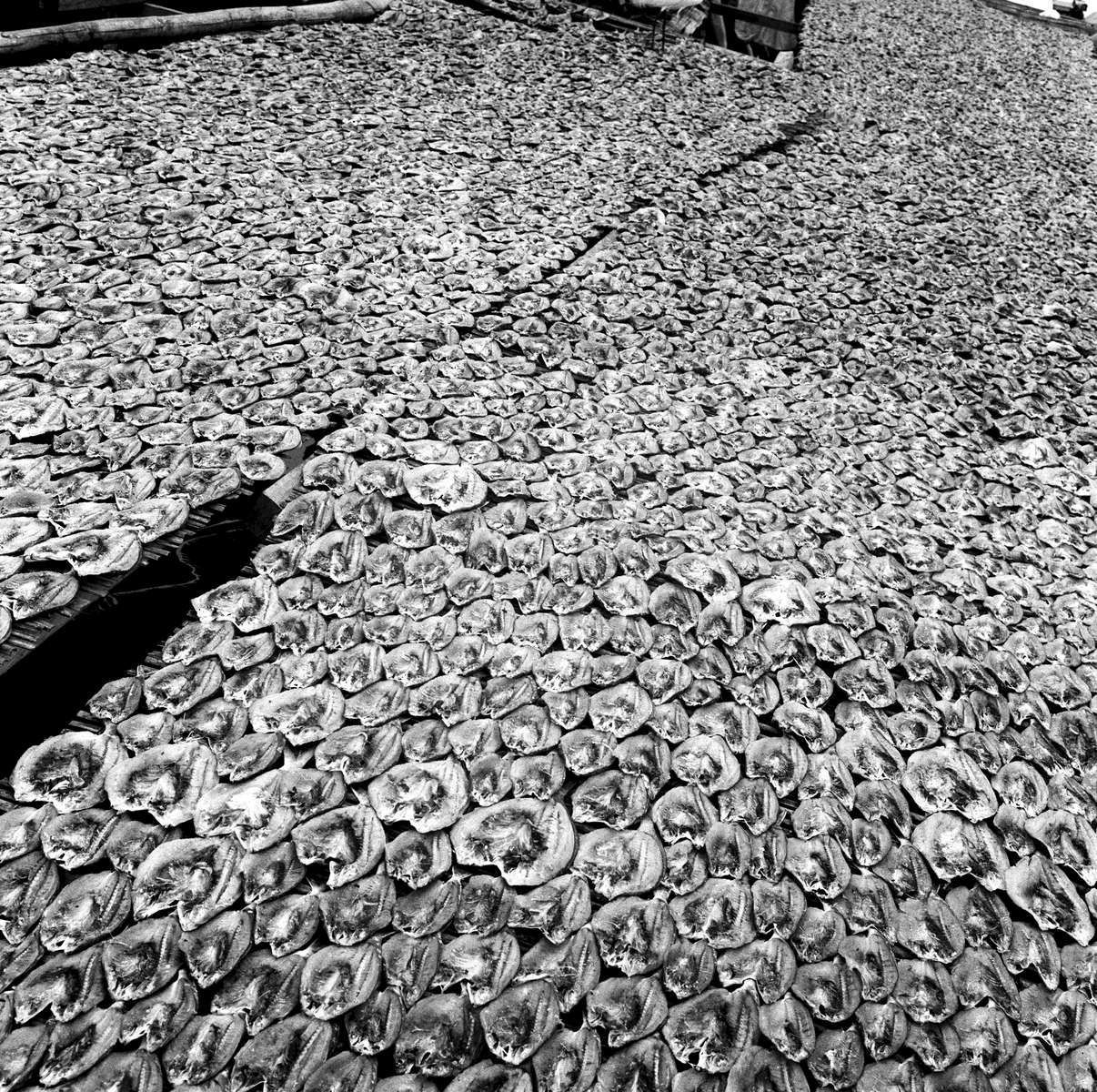  Salted & Dried / Suluwesi Indonesia / 2/25 / 900 USD 