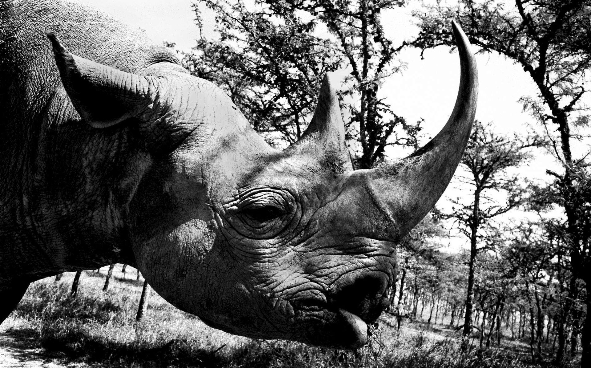  Black Rhino / Sweetwater Kenya / 2/25 / 900 USD 