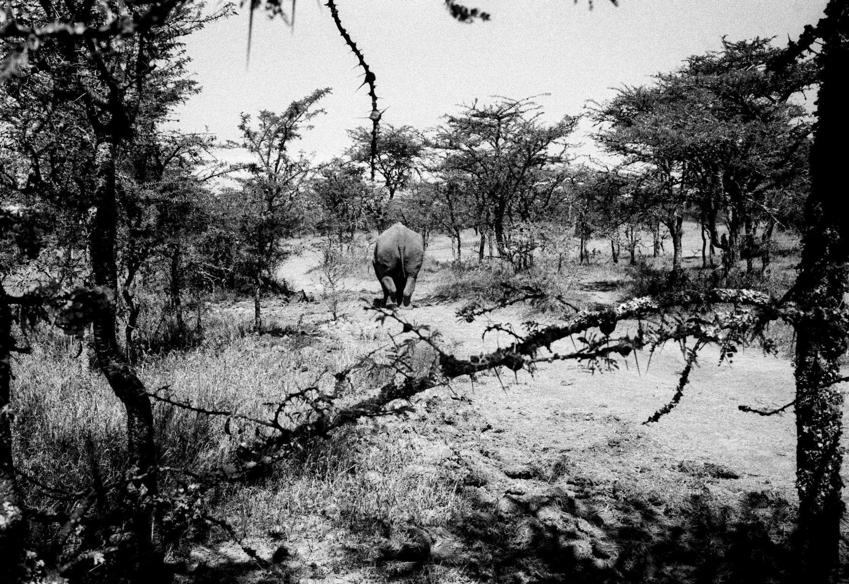  Sweetwater Adieu / Kenya / 2/25 / 900 USD 
