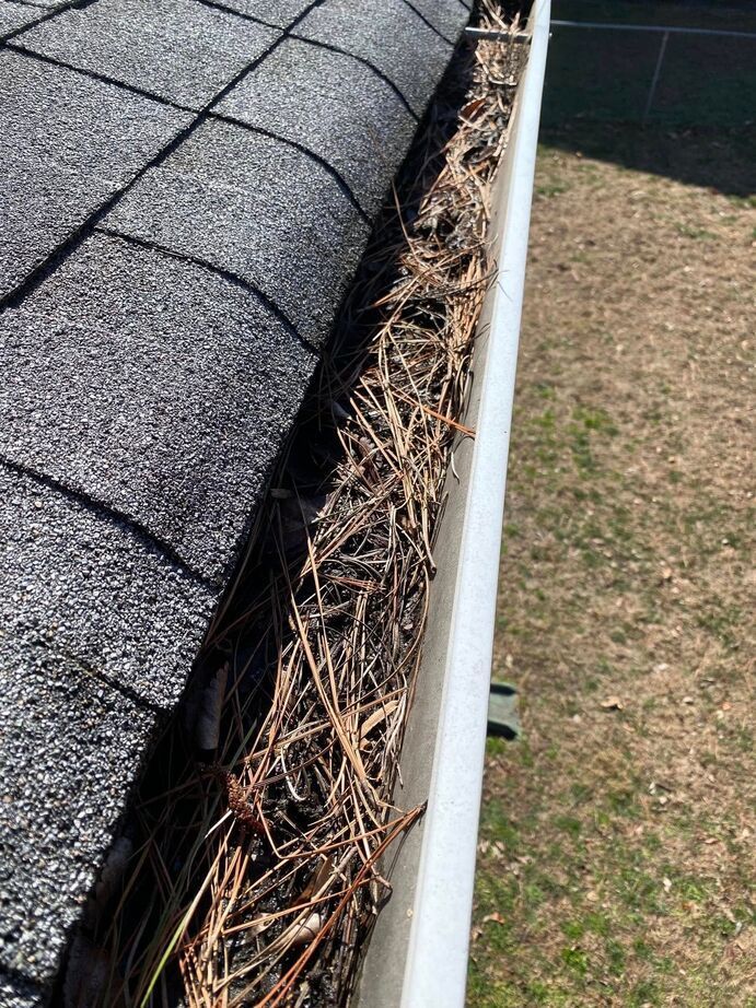Close-up of a roof gutter filled with pine needles beside dark gray shingles and a lawn.
