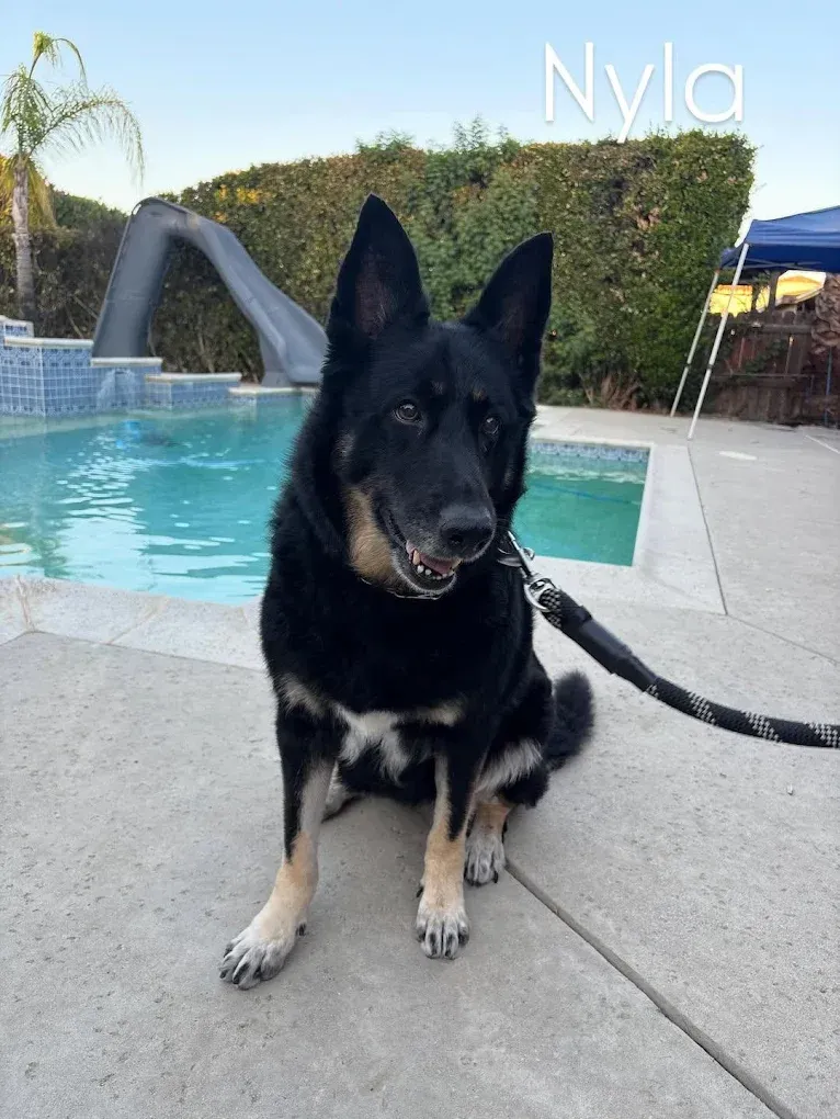 Black and tan German Shepherd named Nyla sits on a patio near a pool.