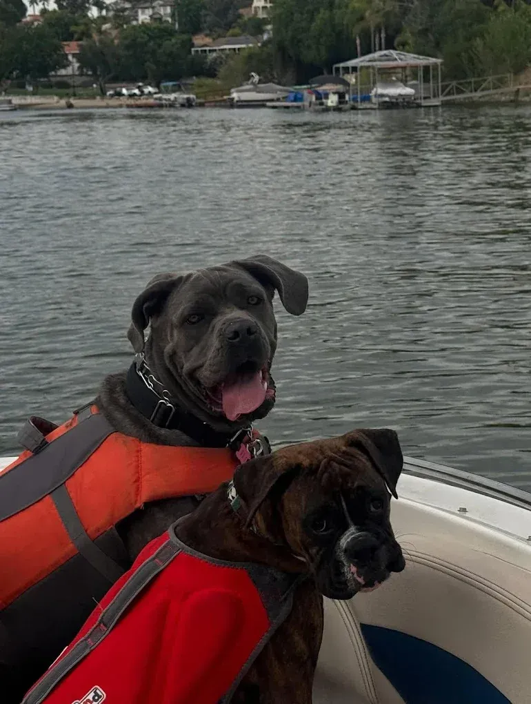 Two dogs in life vests on a boat, on water, with a background of boats and trees.