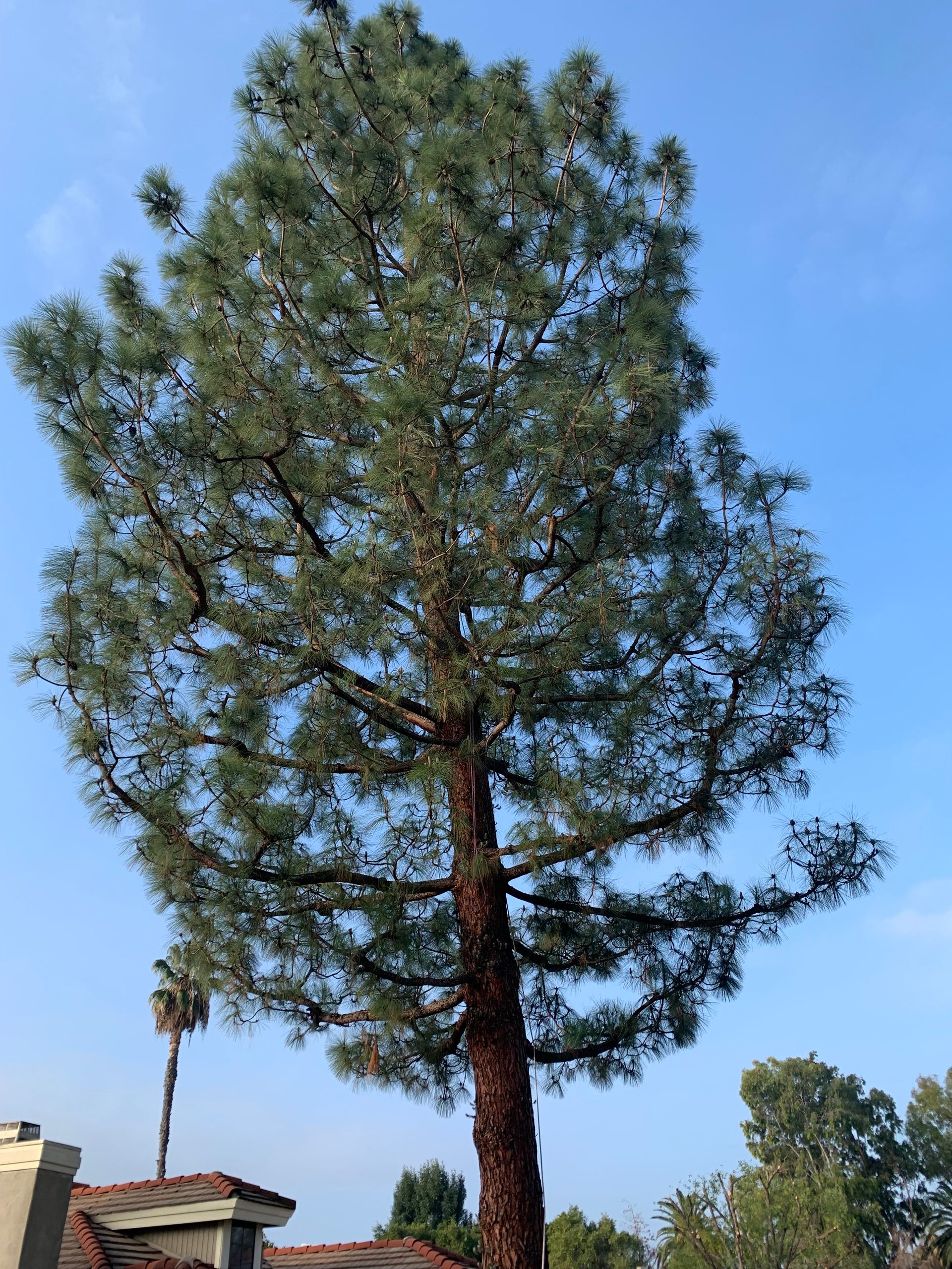 Completed Tree Services Projects | Reg's Tree Service