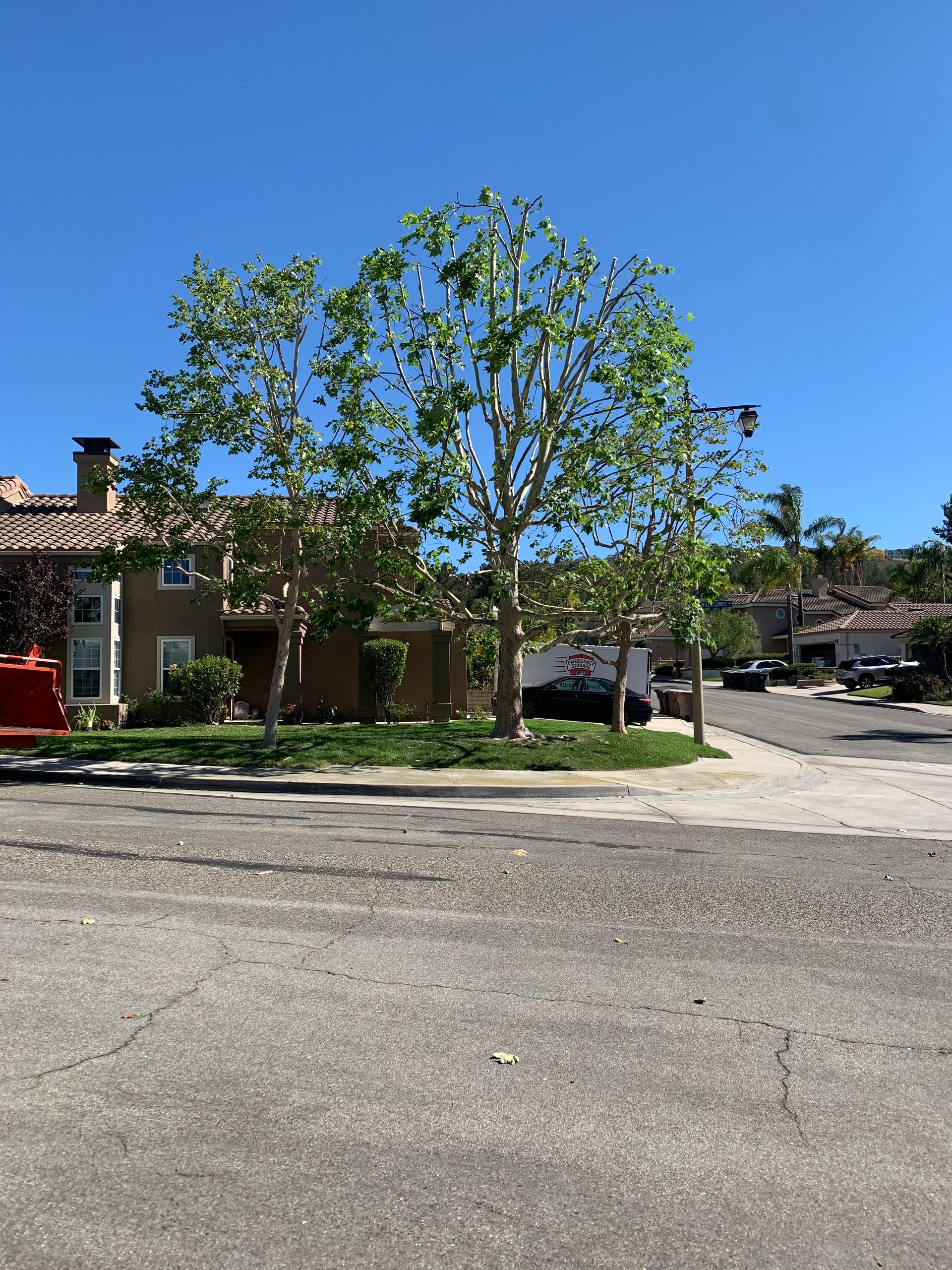 Completed Tree Services Projects | Reg's Tree Service
