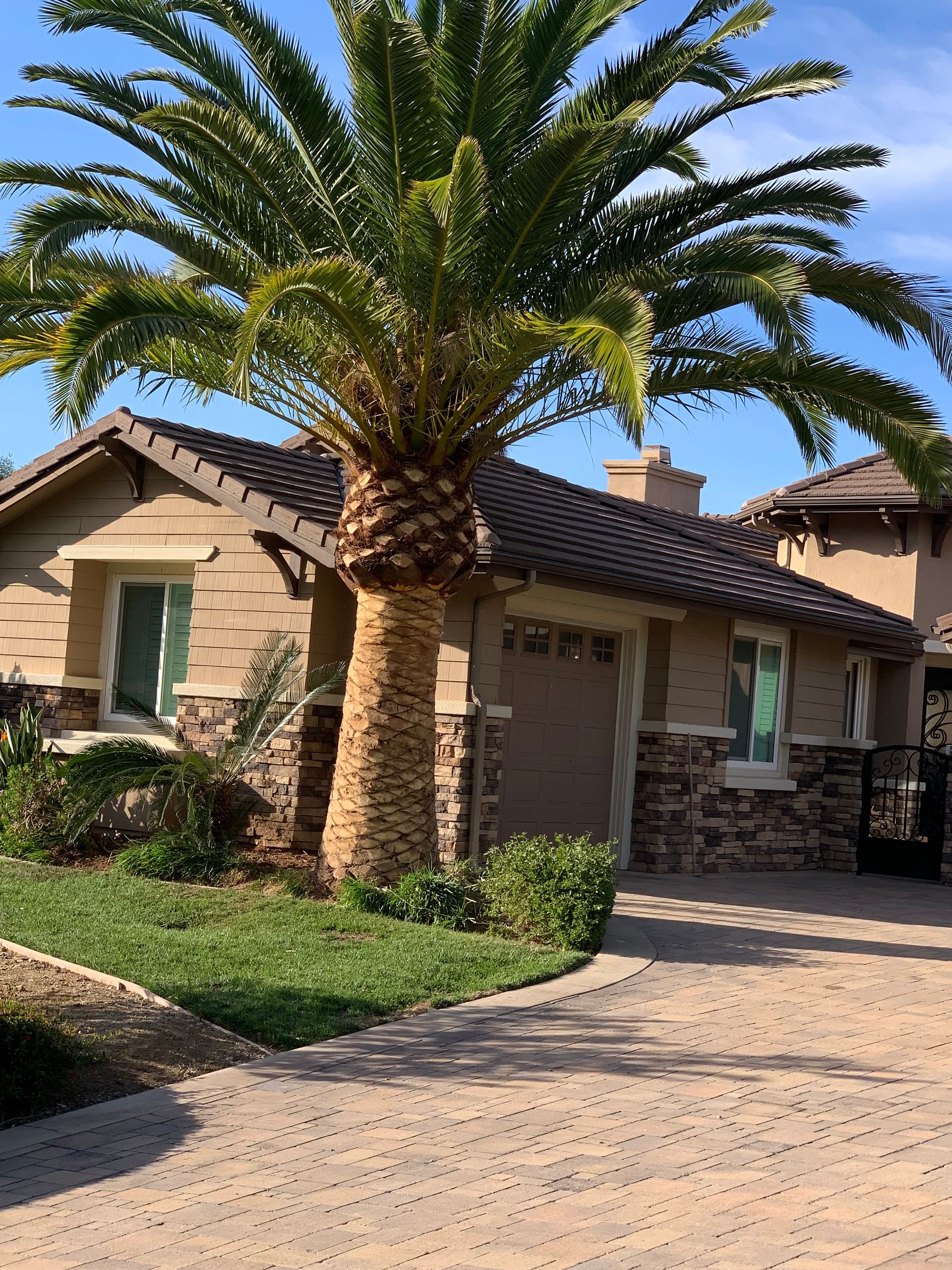 Completed Tree Services Projects | Reg's Tree Service