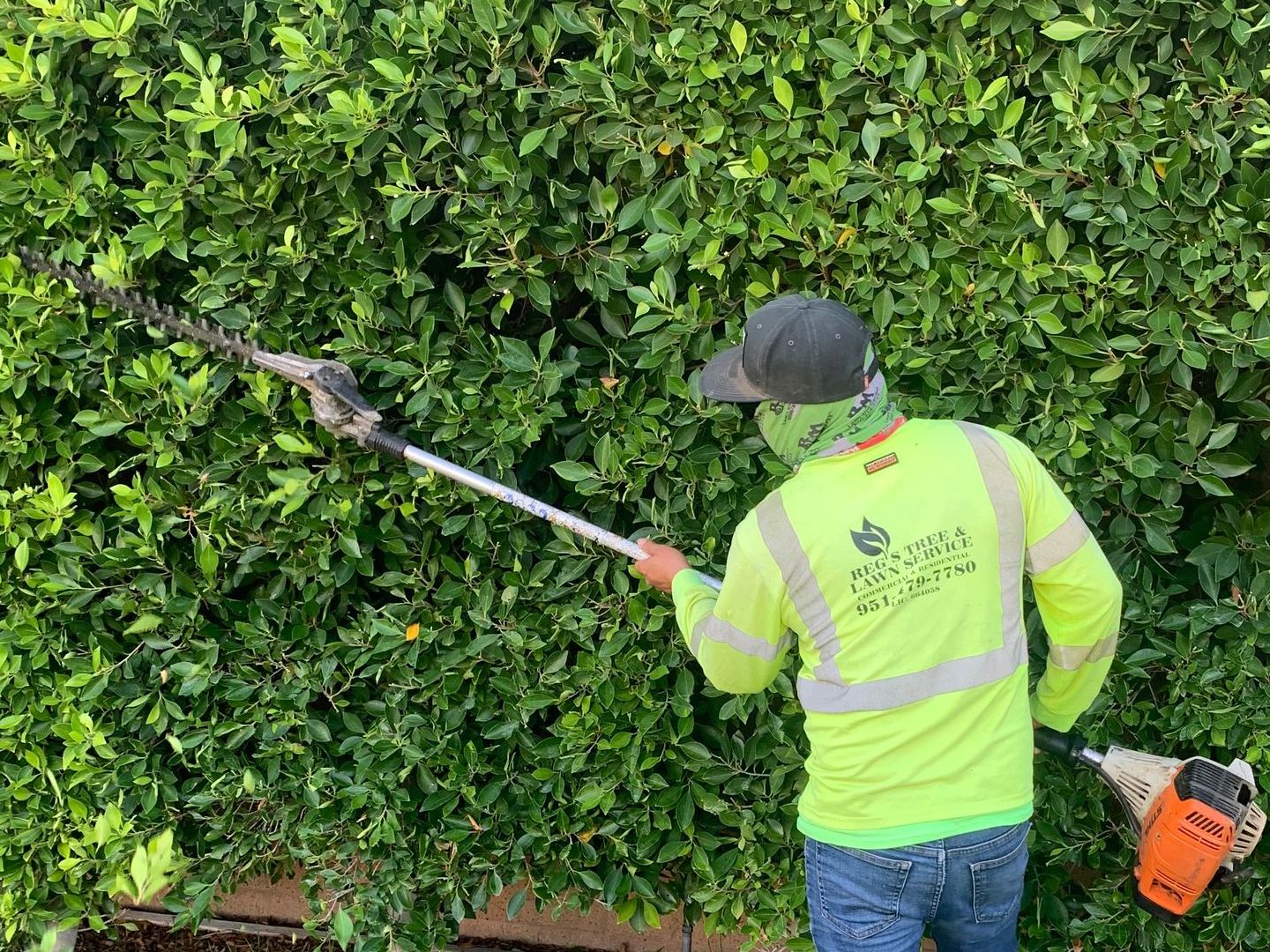 Tree Care Experts in Riverside & Orange County, CA Regs Tree Service