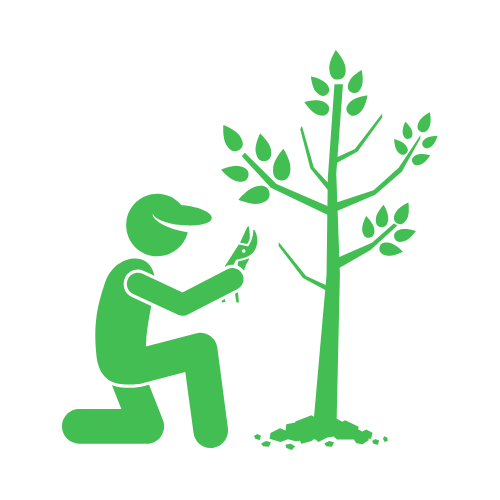 Tree Trimming and Pruning Services in Lake Mathew, CA