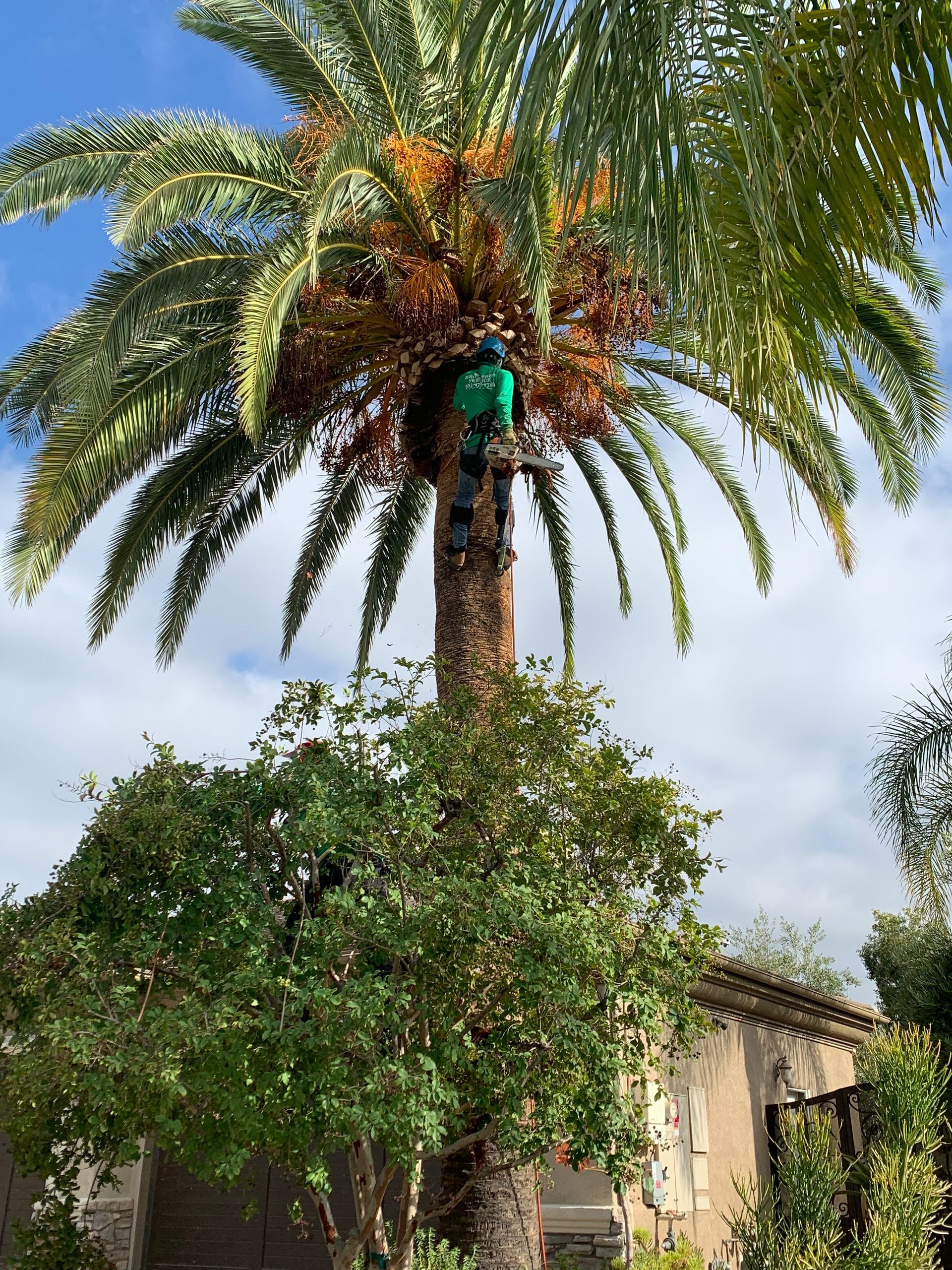 Reg's Tree Service