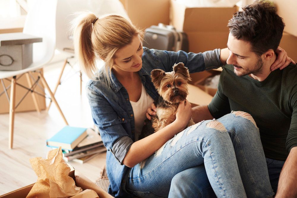 putting a pet down