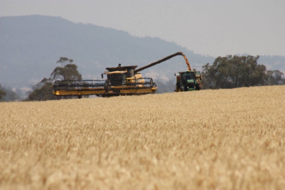 A Combine Harvester is Being Pulled by a Tractor in a Field of Wheat — Wallamore Grain & Produce In Armidale, NSW