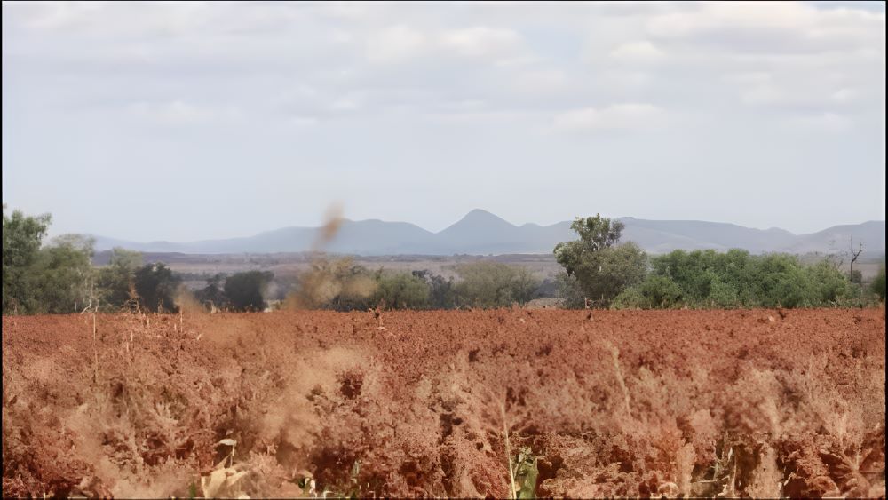 A Field of Dry Grass With Mountains in the Background — Wallamore Grain & Produce In Barraba, NSW