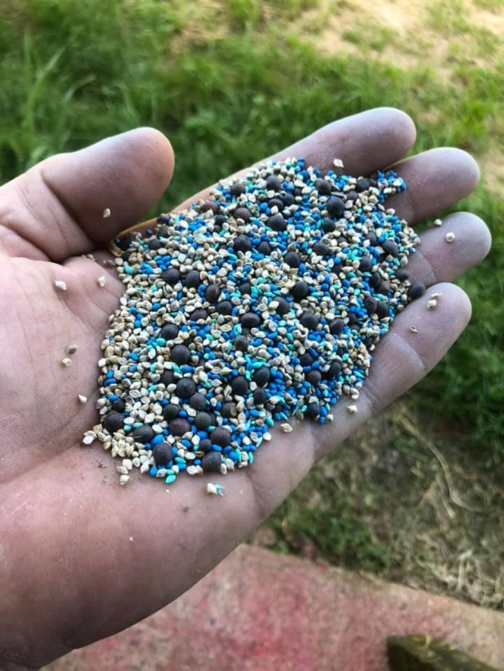 A Person is Holding a Pile of Seeds in Their Hand — Wallamore Grain & Produce In Wallamore, NSW