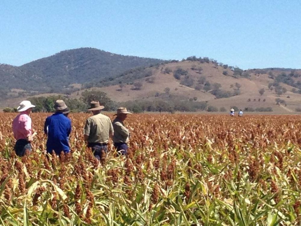 A Group of People Standing in a Field With Mountains in the Background — Wallamore Grain & Produce In Wallamore, NSW