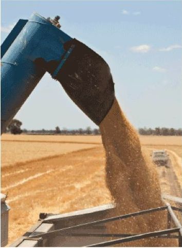 Wheat is Being Poured From a Machine Into a Truck — Wallamore Grain & Produce In Wallamore, NSW