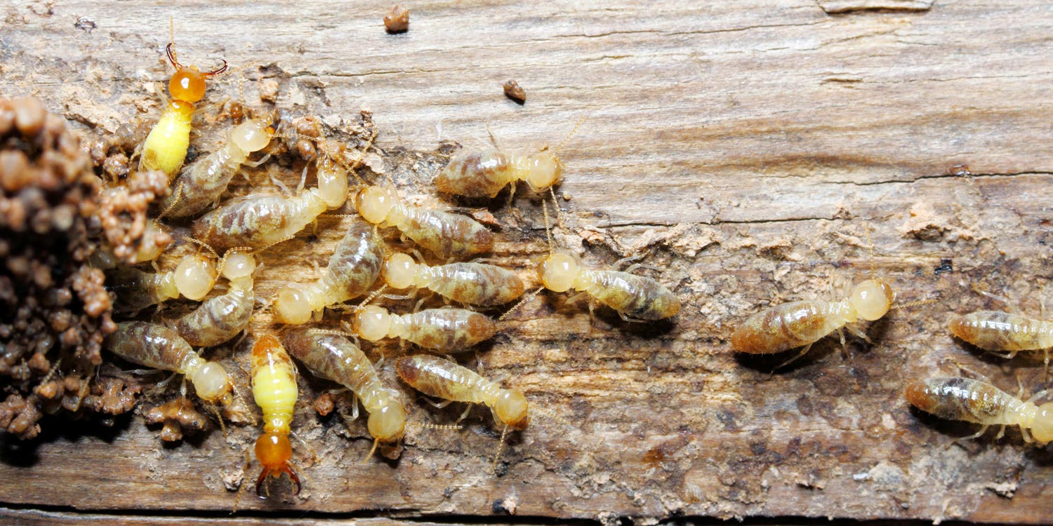 Termite Control & Services Easley, SC Pest Rx