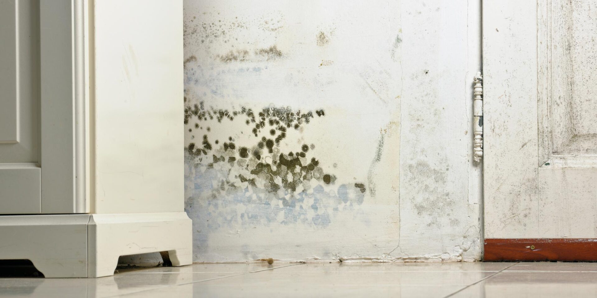 Pest Control Services Easley, SC & Upstate SC Pest Rx