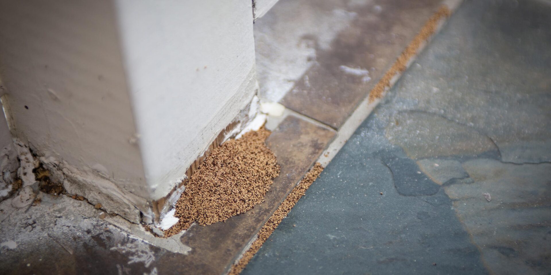 Termite Control & Services Easley, SC Pest Rx