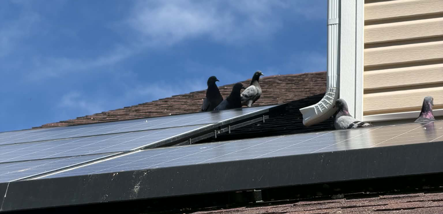 Two birds perched on a rooftop with solar panels under a blue sky