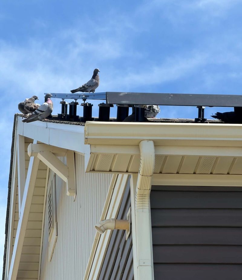Two pigeons perched on a rooftop gutter under a blue sky