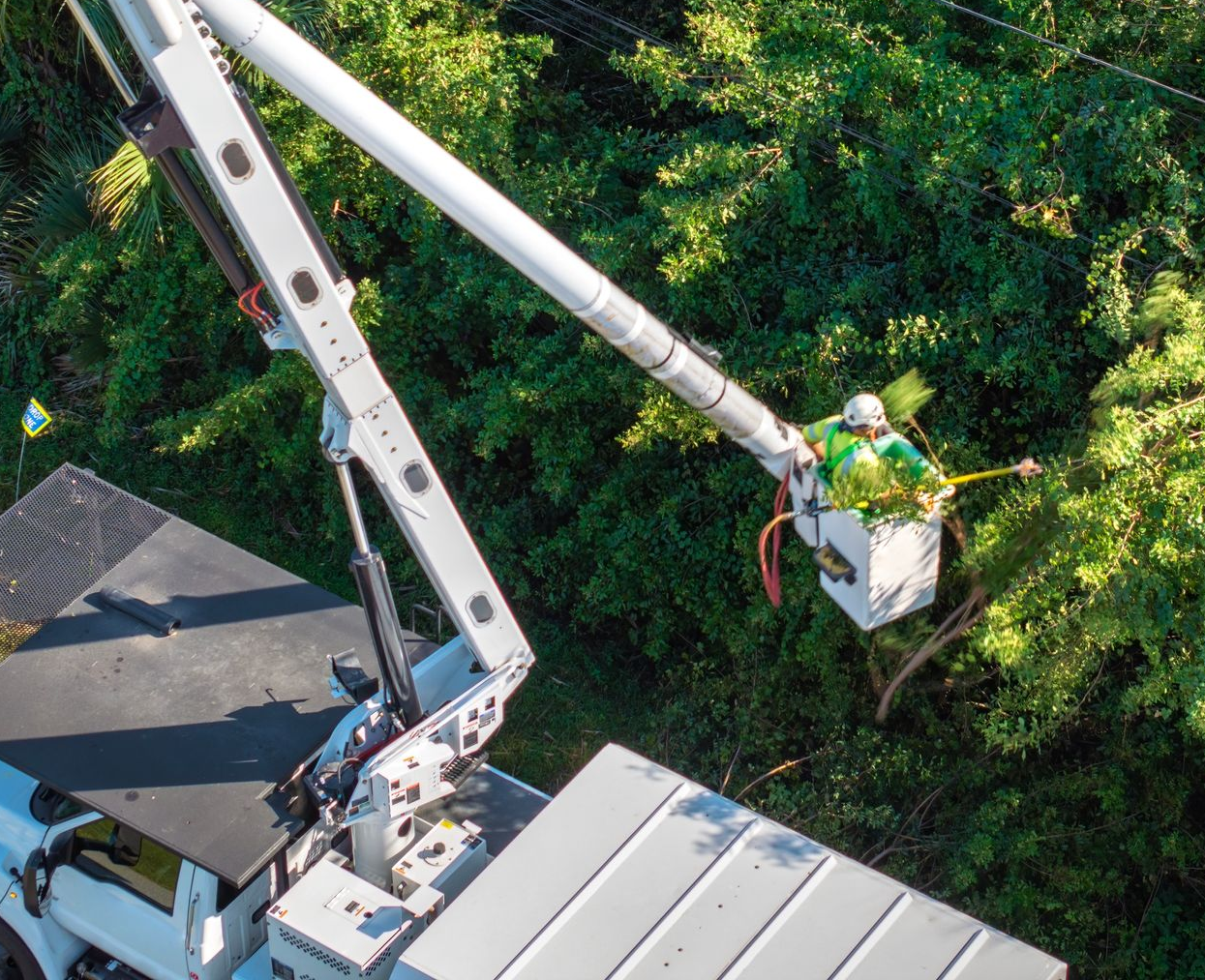 Utility worker in a bucket truck trimming tree branches near power lines.