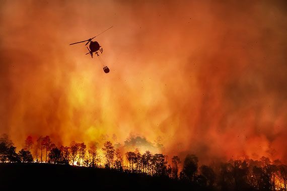 fires burning trees
