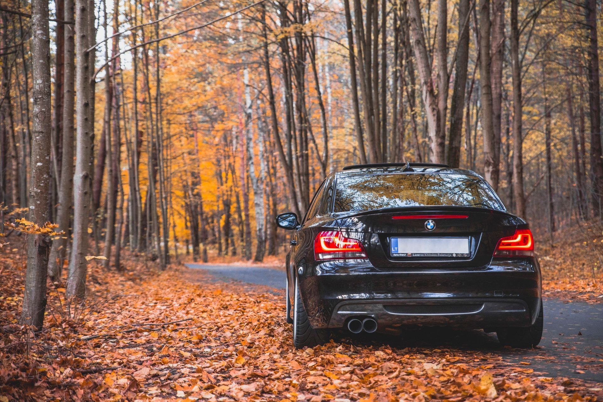 car driving on leaves on the road