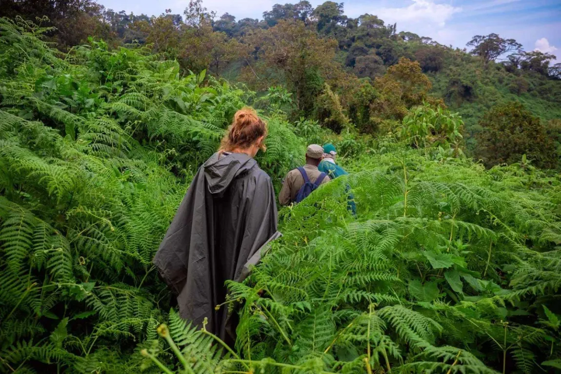 tourists in ponchos led by a guide during their gorilla trek in Volcanoes national parl