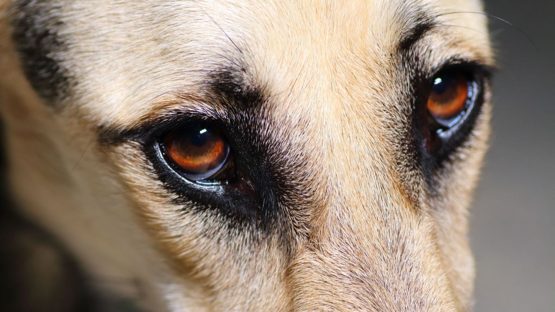 Why Are My Dog's Eyes Red? Common Causes and Treatments