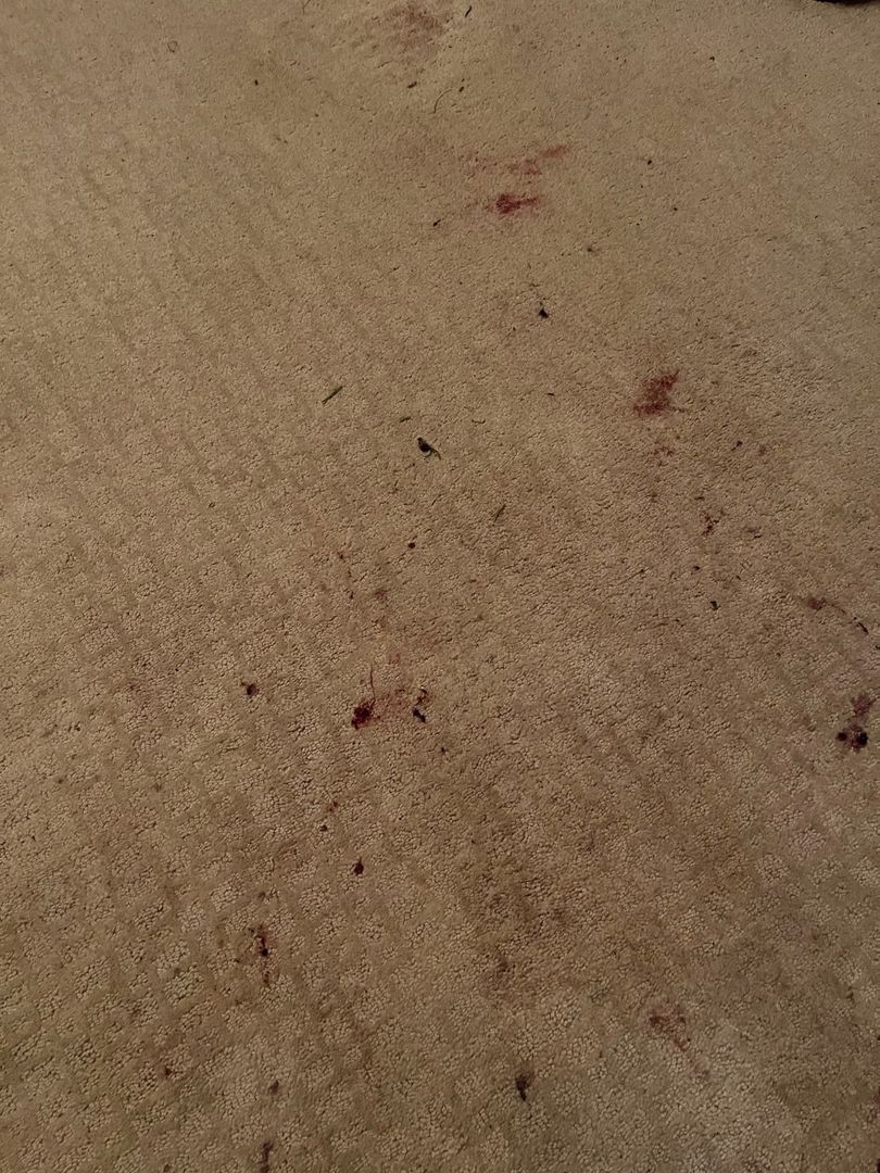 Close-up of beige textured surface with scattered small dark and reddish spots